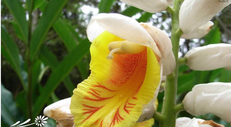 小豆蔻明98% 草豆蔻提取物 cas:480-39-7