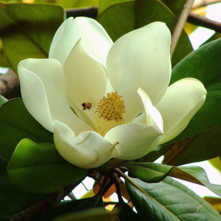 白玉兰学名(magnolia denudata),是玉兰花中开白色花的品种.