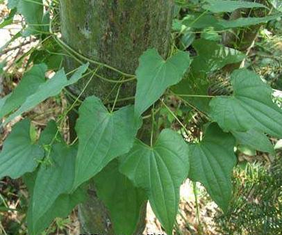 萆薢提取物 兰州现货包邮