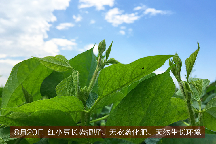 赤小豆批发农家杂粮五谷红豆一件代发