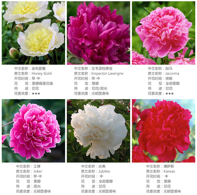 【妖媚花卉】2017荷兰进口芍药球根花卉种球种子盆栽正品批发