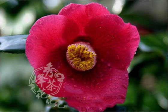 香河云龙 2-3年小苗 10-30公分茶花品种苗 名优品种苗批发