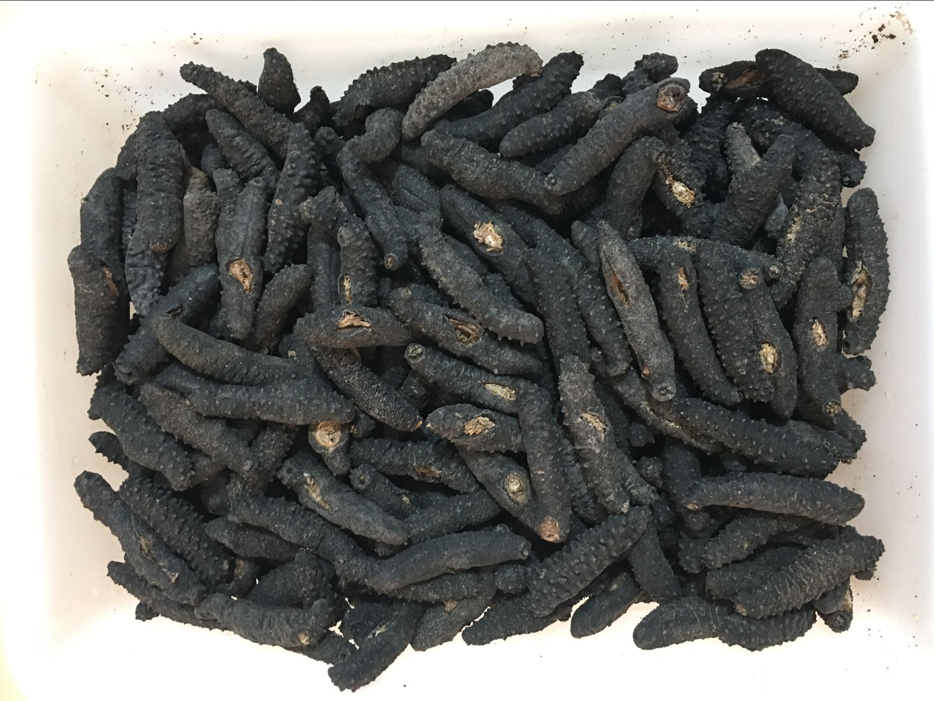 土耳其刺参_冰岛米刺参土耳其米刺参希腊刺参雪参500g批发 - 阿里巴巴