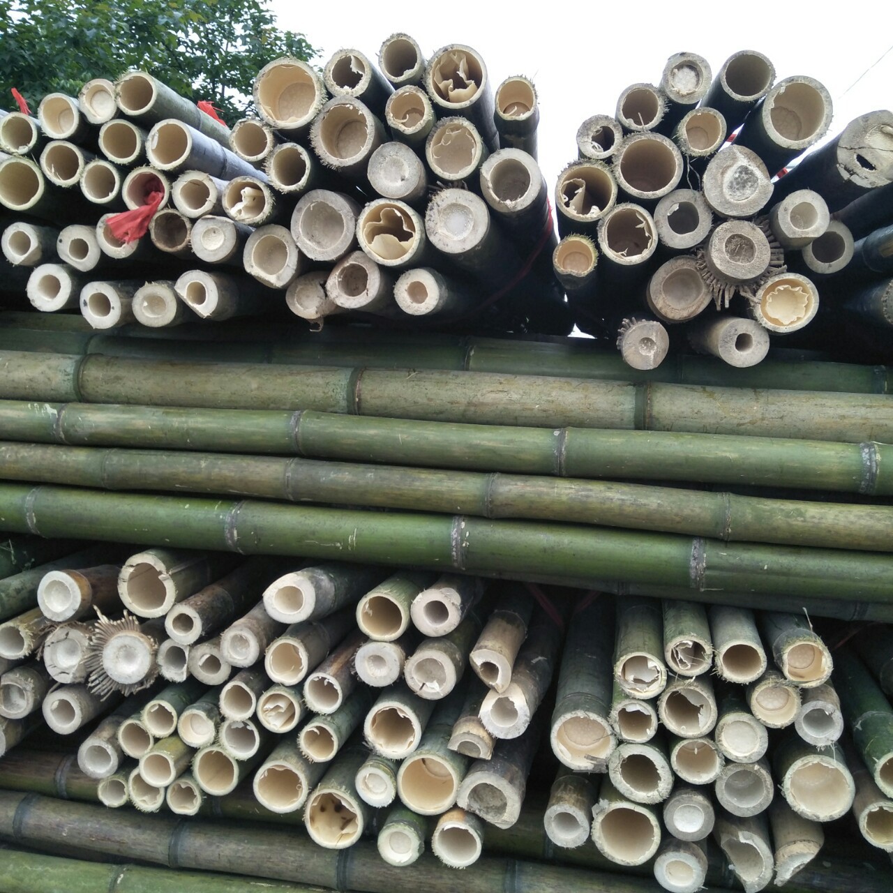 批发优良新鲜上市树木支撑竹竿 竹杆 毛竹-阿里巴巴