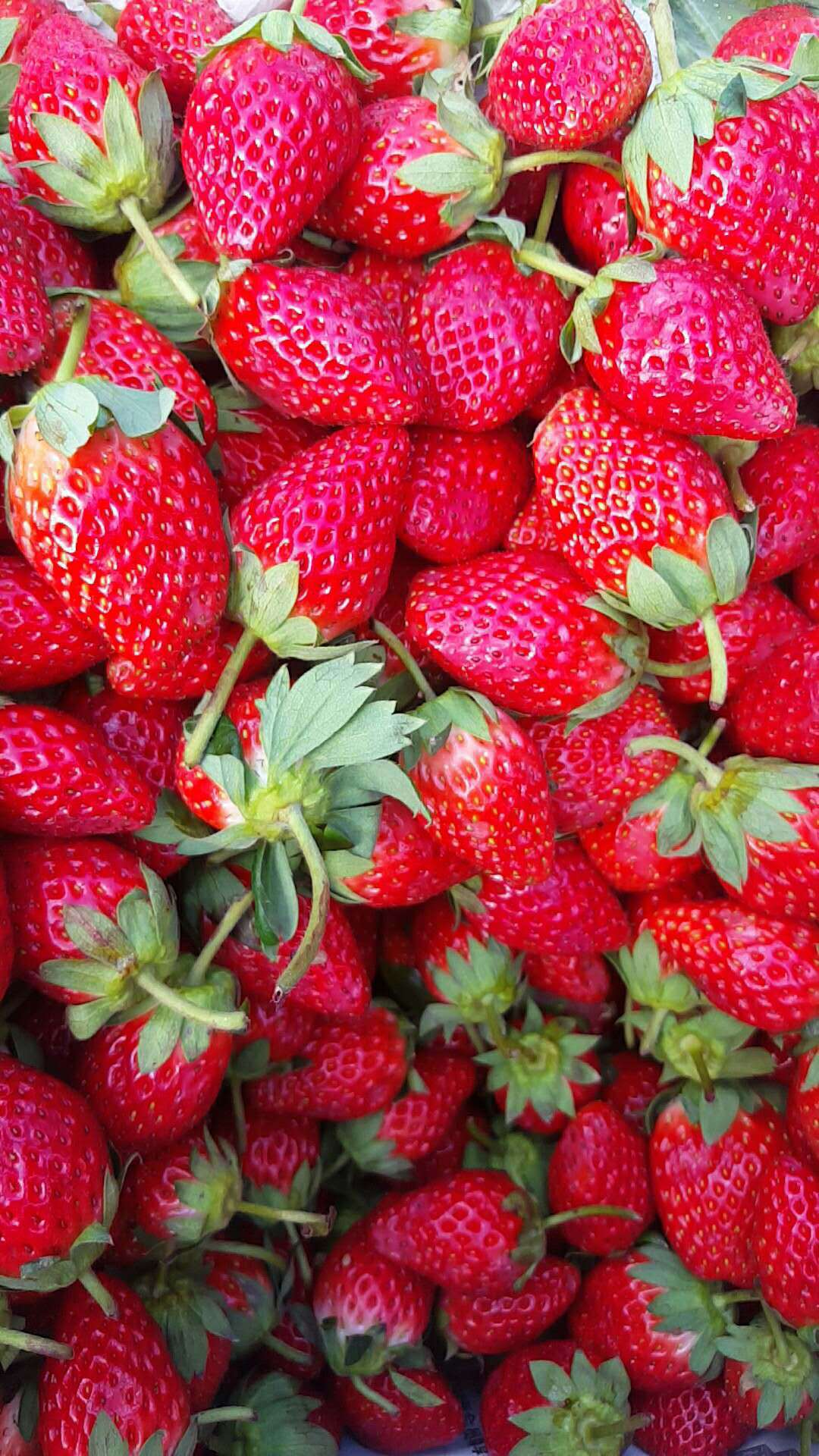 草莓批发精品包装云南章姬草莓新鲜甜草莓水果奶油草莓空运落地配
