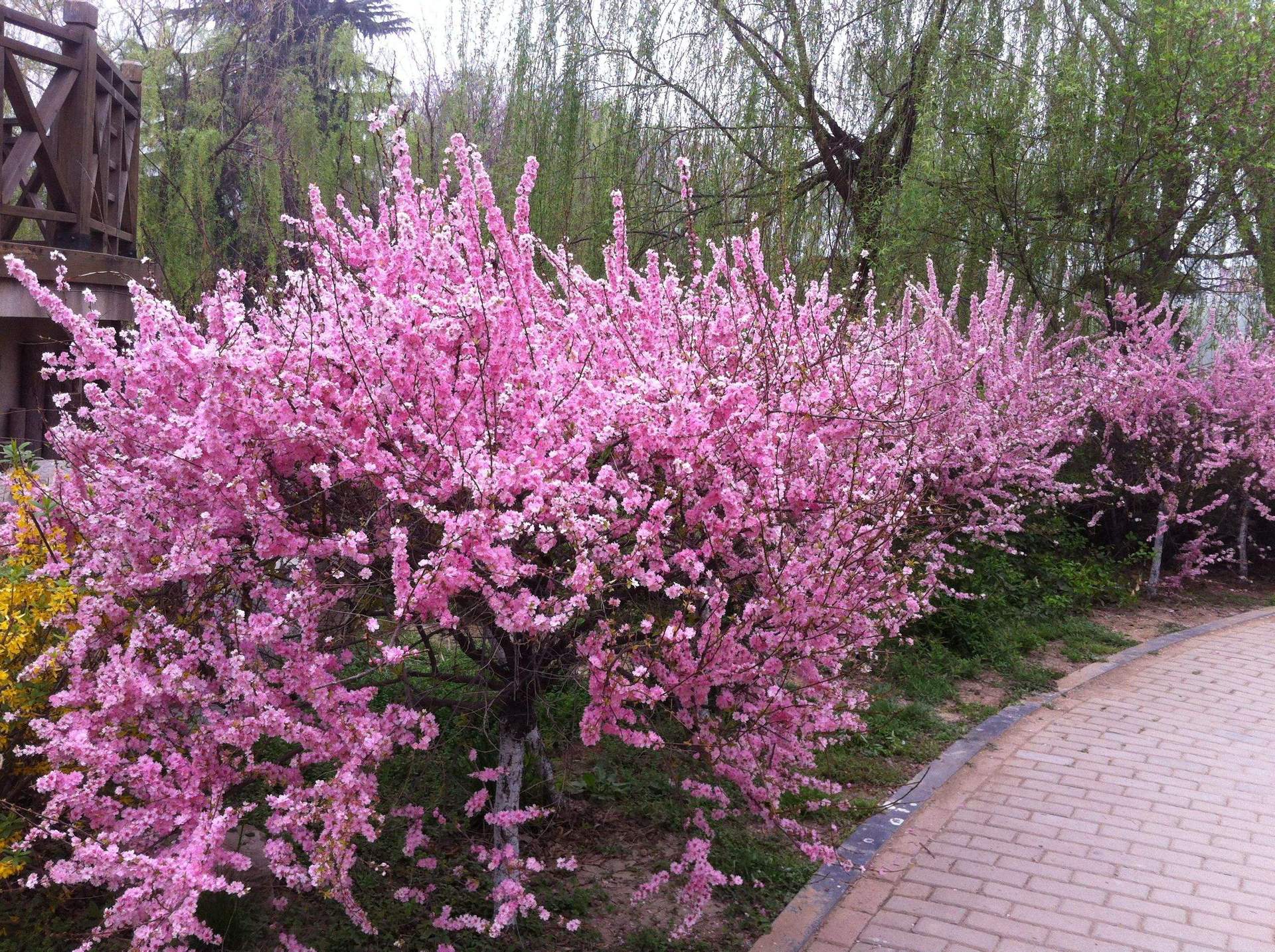 榆叶梅苗庭院盆栽梅花树苗嫁接红梅树苗梅花苗绿梅美人梅腊梅树苗