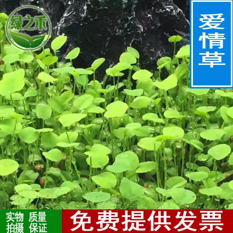 鱼缸前景水草种子迷你对叶草种子牛毛草种子爱情草种子量大优惠
