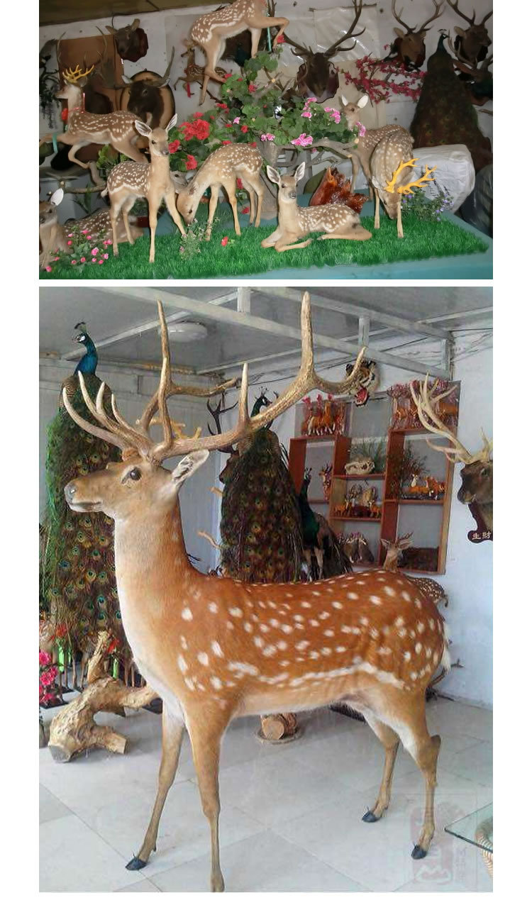 瑞宏批发梅花鹿标本 马路标本 各种动物标本 野鸡标本 真皮毛