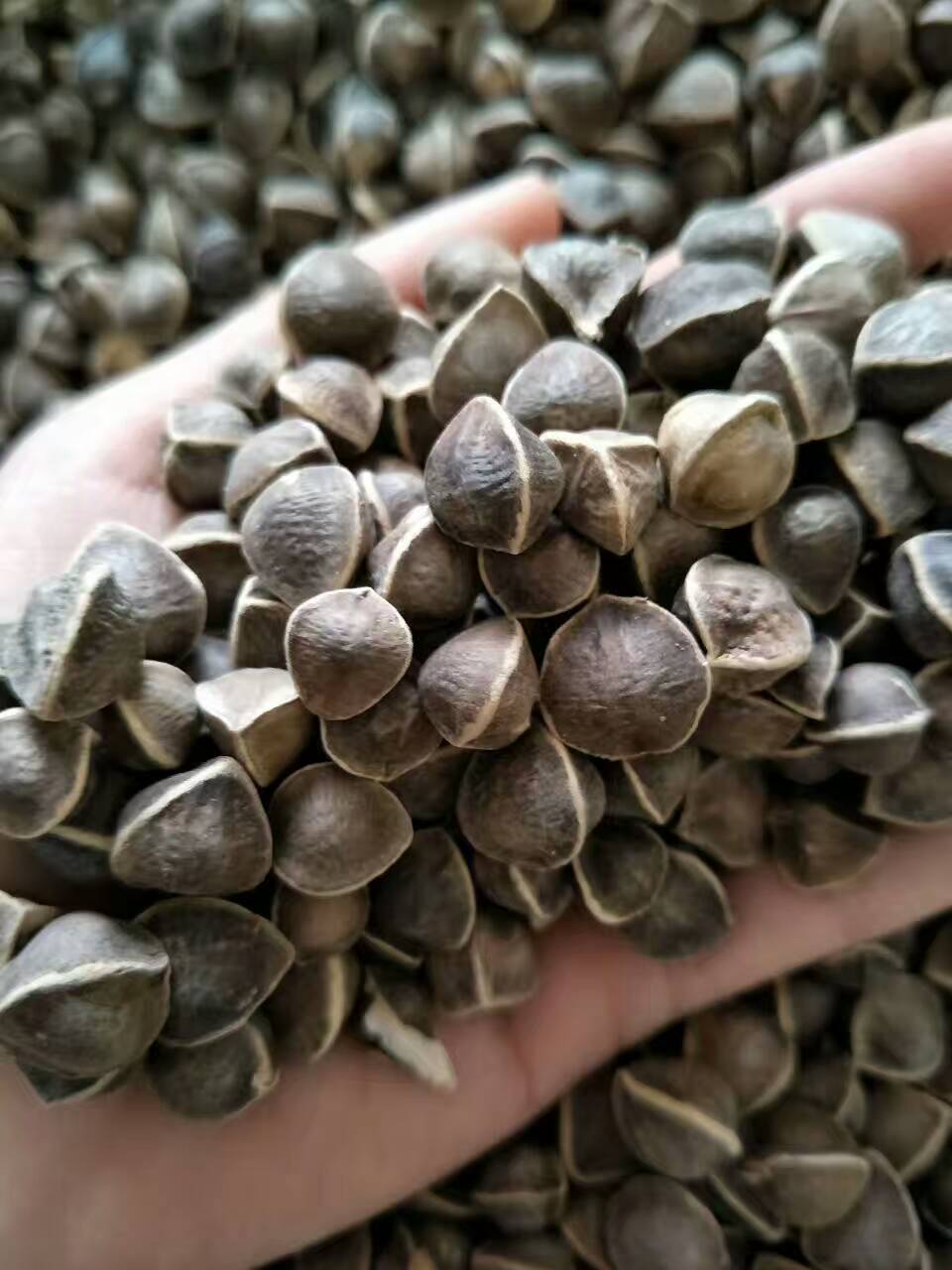 特级大果辣木籽大货批发 非洲印度野生辣木籽 滋补品辣木种子饱