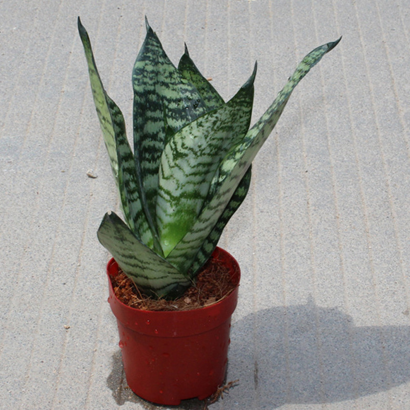 基地直供观叶植物小盆栽家居植物盆栽a90青叶虎尾兰