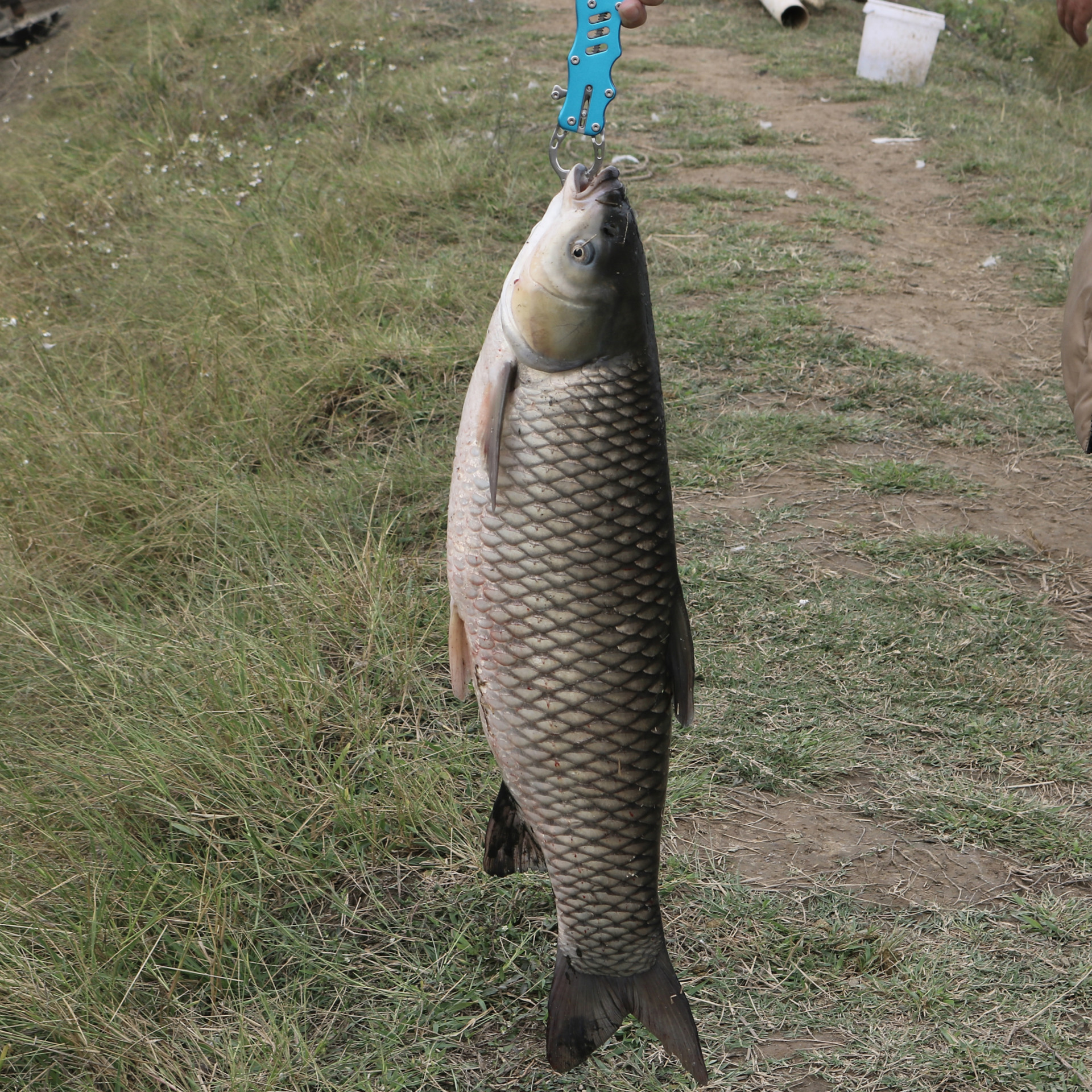 控鱼器 钓鱼钳 路亚钳 鱼嘴钳夹鱼起鱼工具 不锈钢控鱼钳
