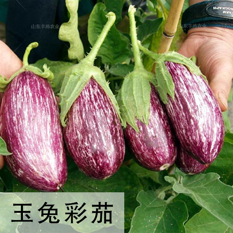 泰国彩茄种籽花茄种子紫白长茄子春季四季菜种籽阳台盆栽蔬菜种孑