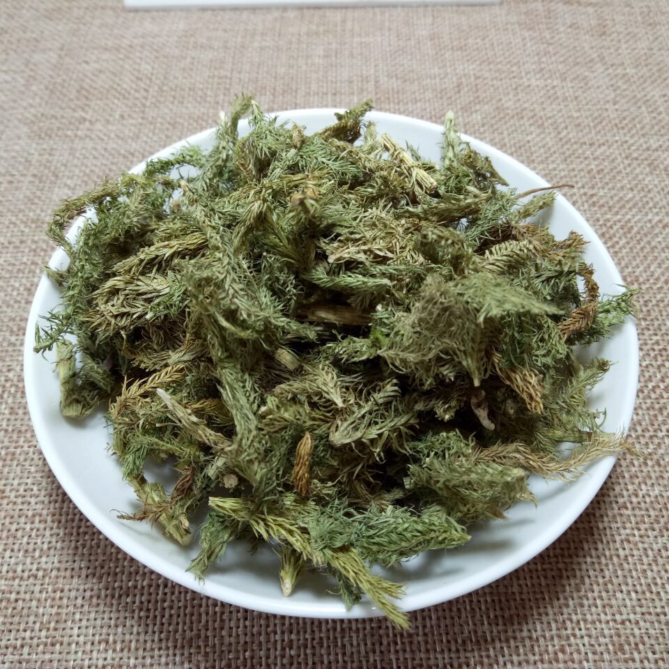 供应中草药伸筋草 舒筋草 当季新货 中药材齐全