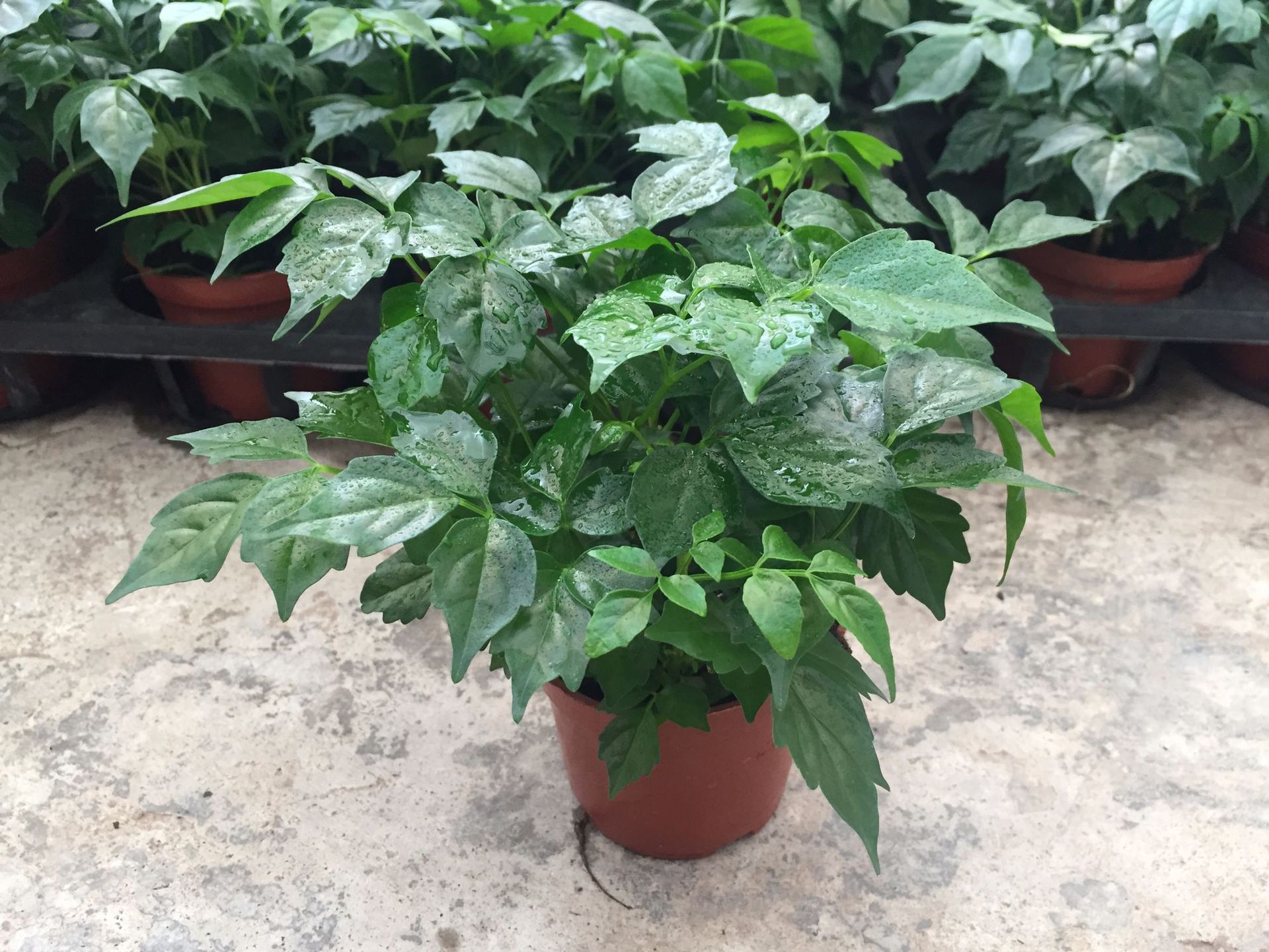 【基地直批】室内观叶植物花卉小盆栽90#幸福树富贵树