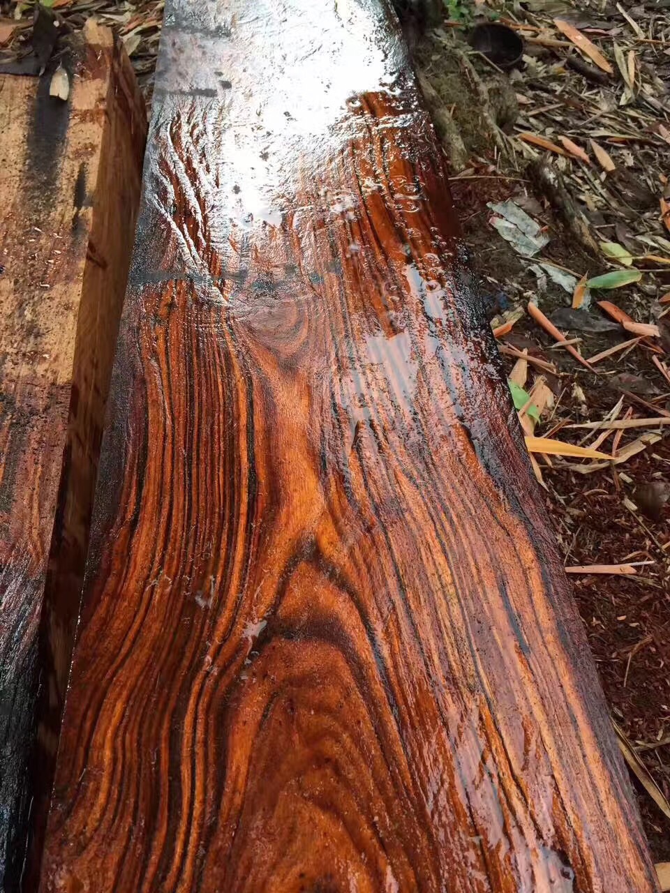 印尼 大叶黄花梨原木长叶雀肾 木板材伯利兹黄檀 张家港广星木业