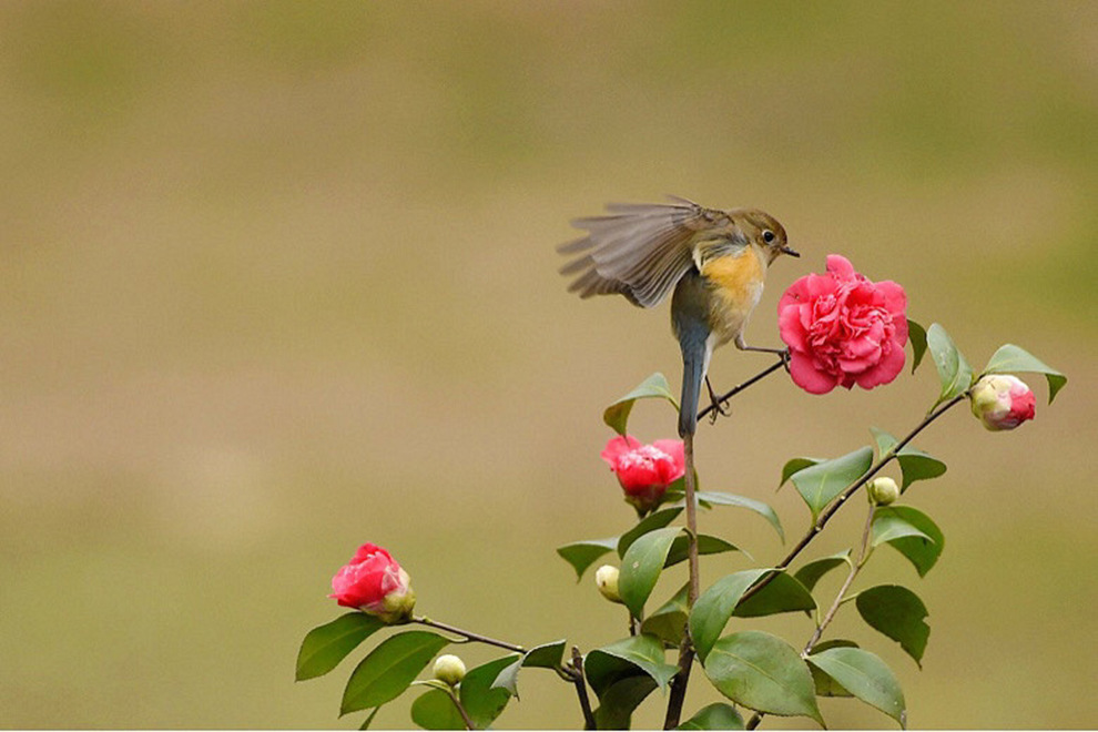 山茶花上的蓝尾鸟