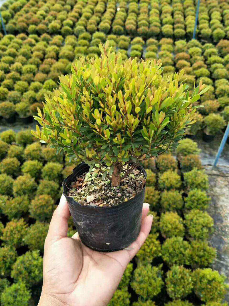 【基地直供】造型盆景 阳台绿植 净化空气 袋苗 球型赤楠