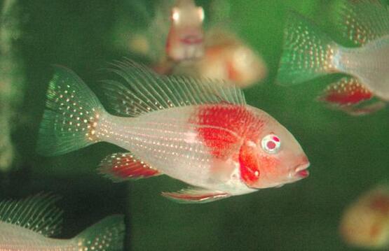 红眼白子蓝宝石关刀 南美慈鲷 热带观赏鱼 食土鲷龙鱼配鱼关刀鱼