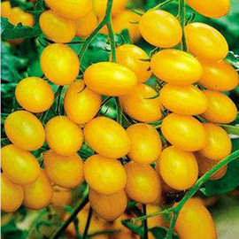 牛奶黄小番茄种子黄小西红柿籽黄圣女果种籽阳台盆栽瓜果蔬菜种孑