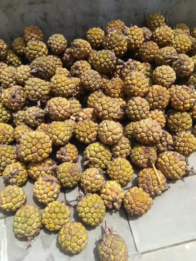 海南莲花菩提子海南野菠萝籽手串菩提佛珠手链旅游景点夜市批发