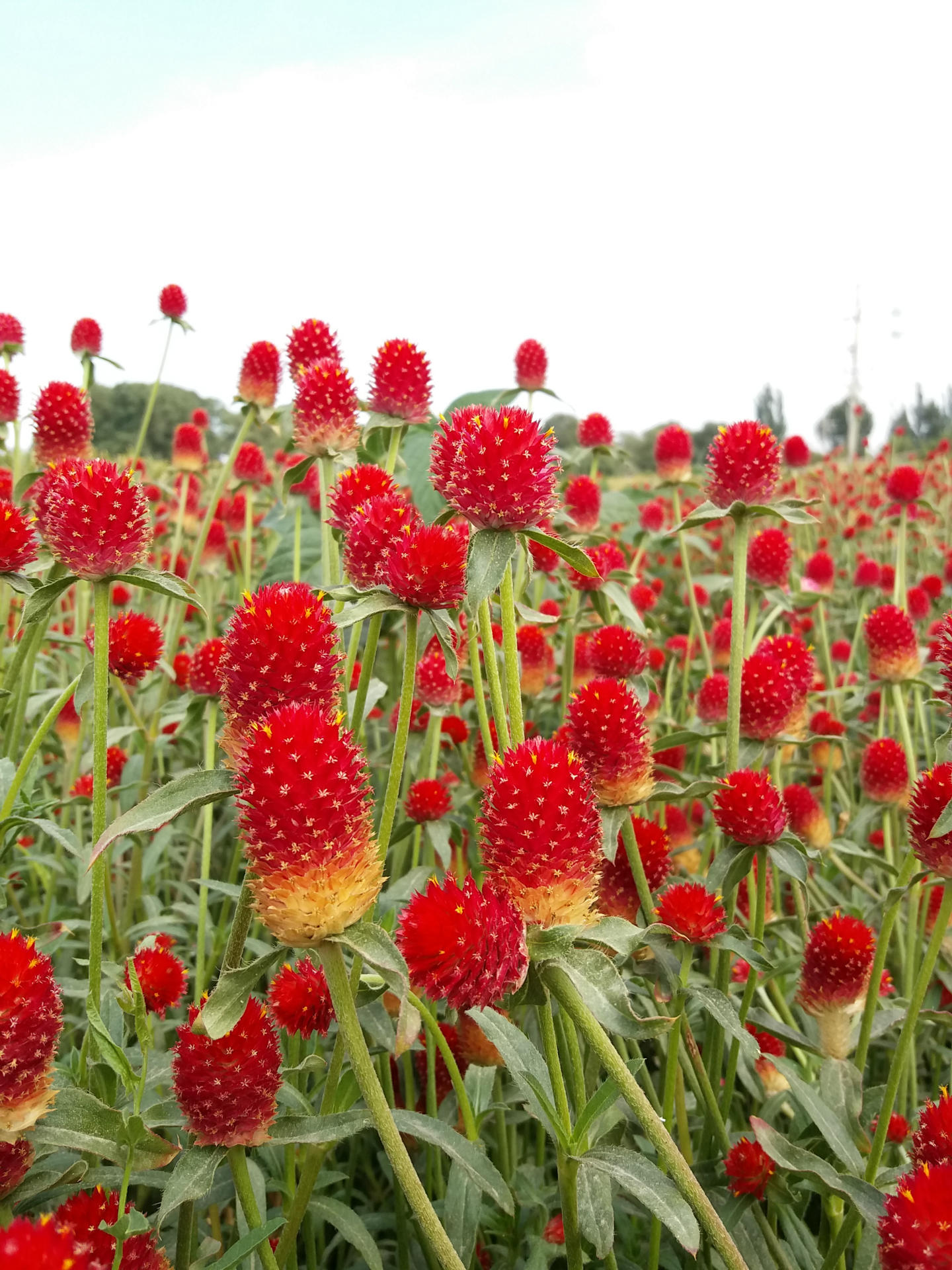 【飞龙园艺】花千日紫种籽花卉阳台绿化花境盆栽花海品种齐全量大