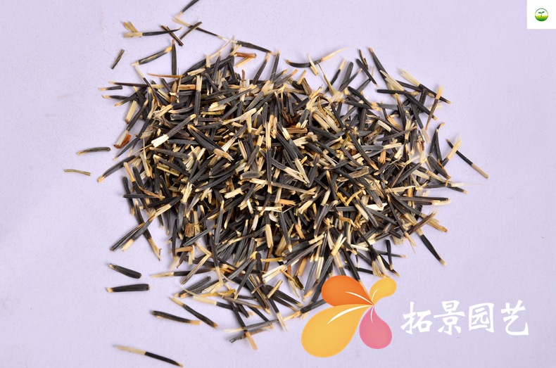 厂家供应 万寿菊种子 四季播种 景观绿化草花籽 万寿菊花卉种子