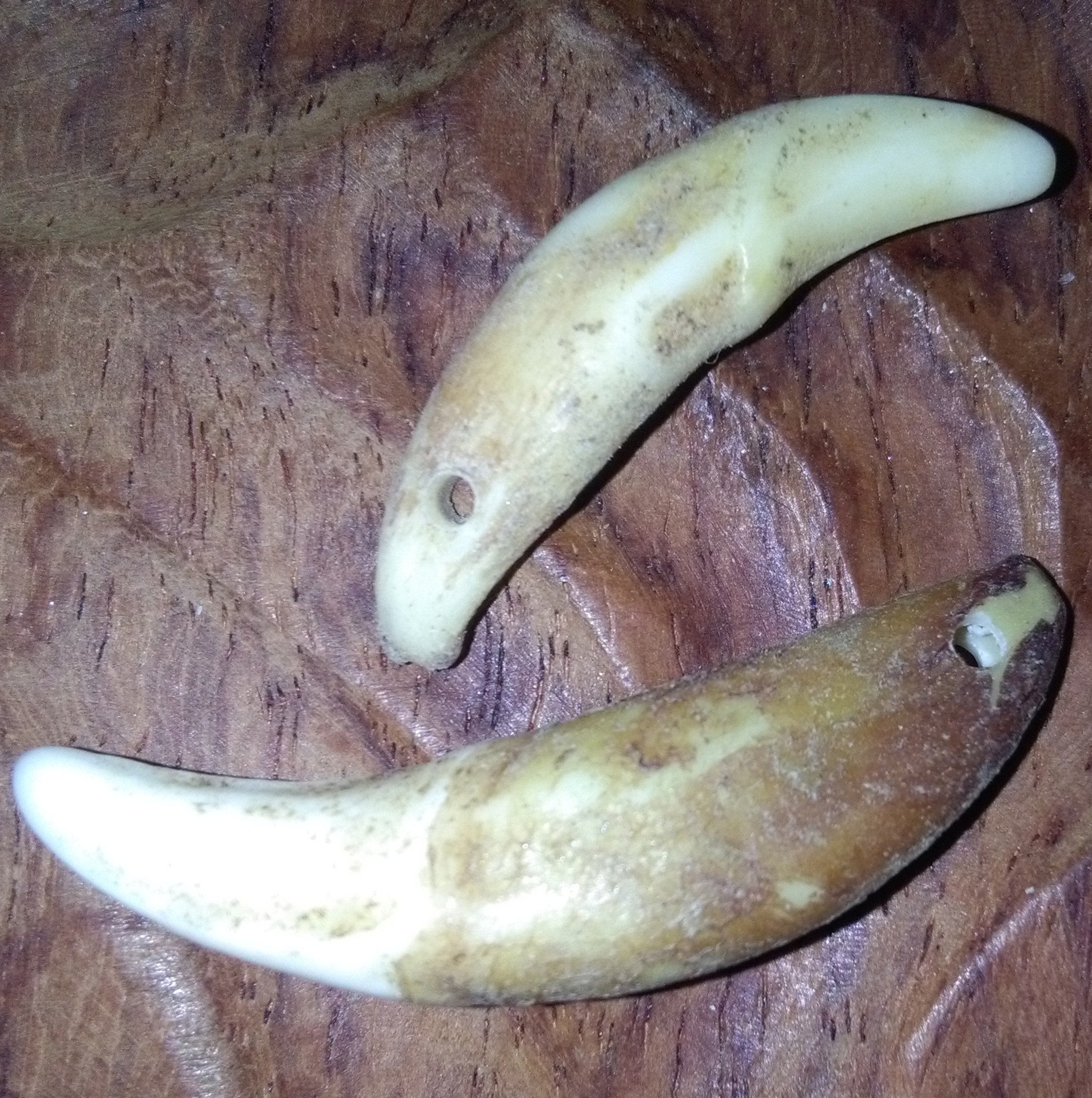 本色已打孔真狗牙 原色带血丝狗牙 可做diy吊坠项链手链饰品配件