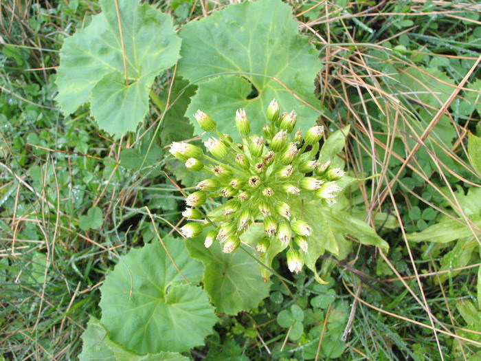 蜂斗菜提取物101蜂斗菜粉蜂斗菜素斯诺特厂家