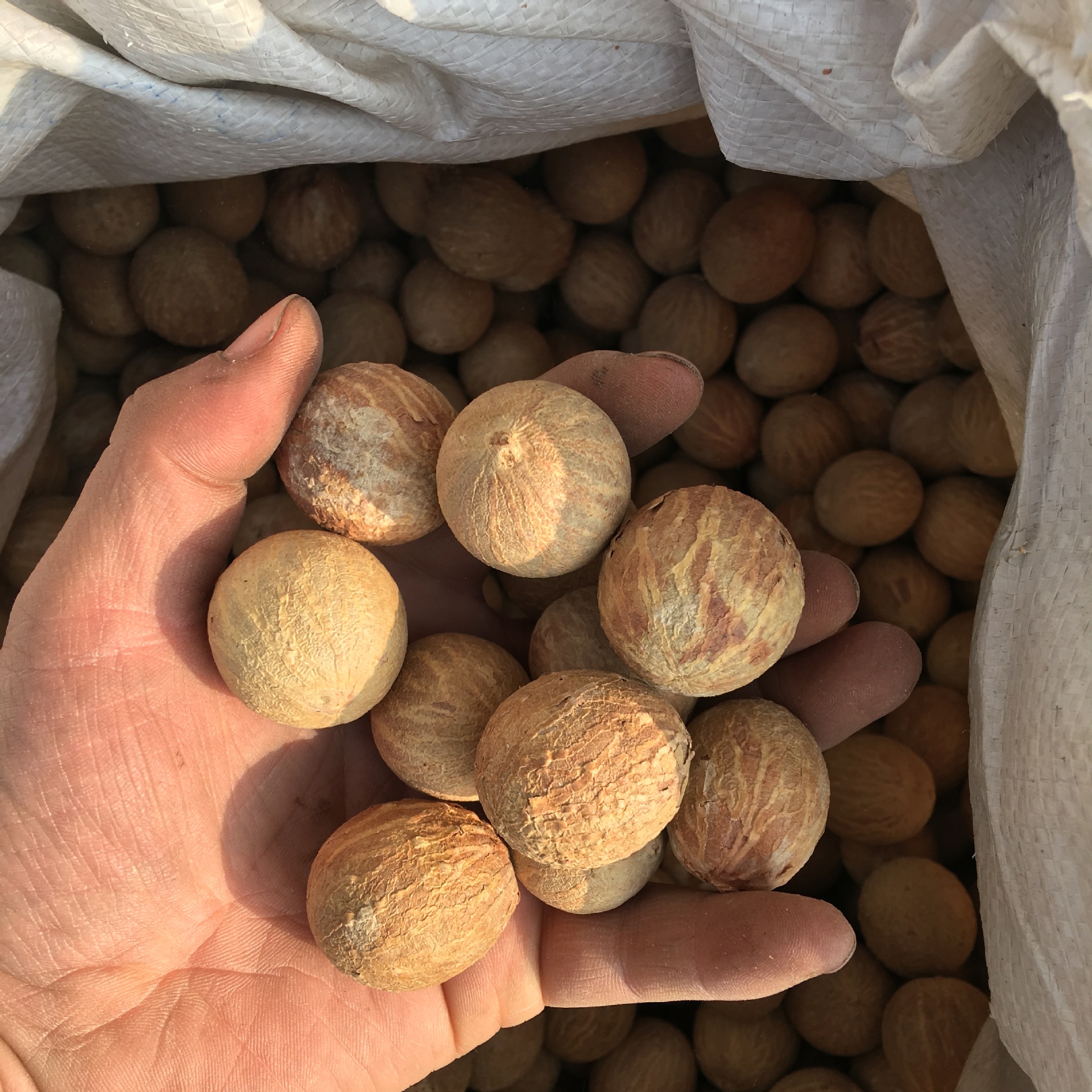 菩提根不是树根,而是一种叫做贝叶棕的种子,那种植物几十年开花禁果