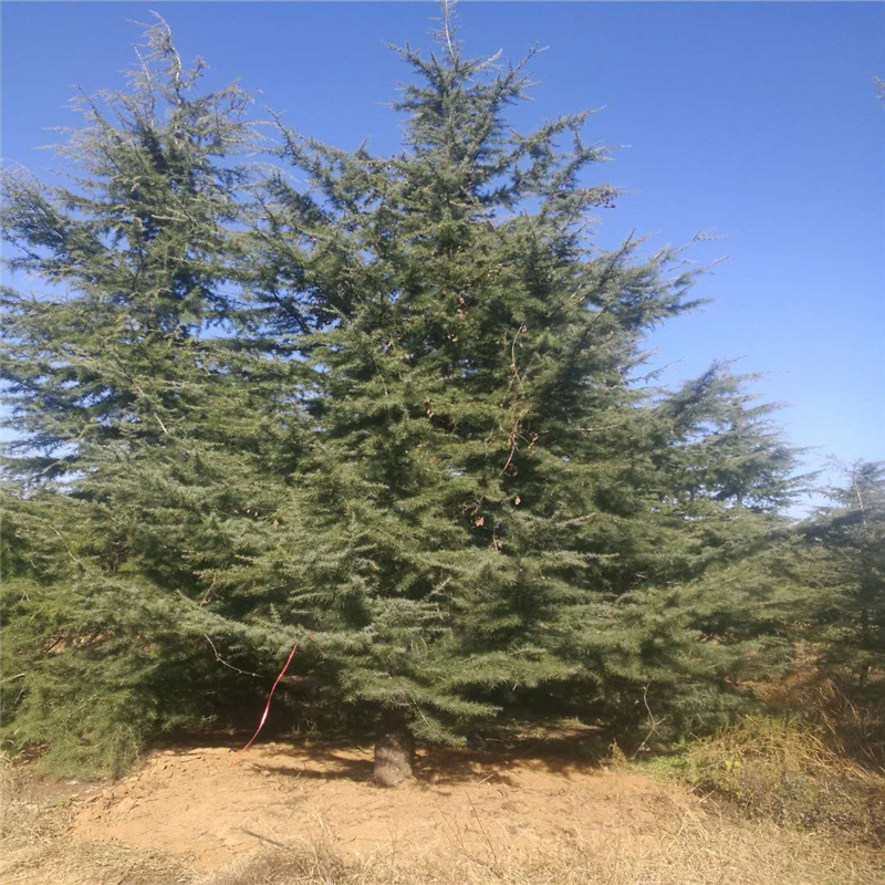 8米雪松泰安8米雪松基地常绿乔木8米雪松3000一棵