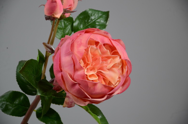 3-7深粉色英国玫瑰