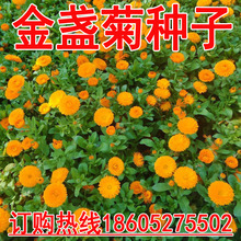 公园工程景观花海橘黄色金盏菊种子长生菊醒酒花常春花药材用花籽