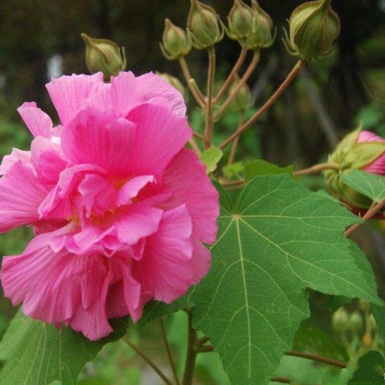 芙蓉叶粉 芙蓉叶生粉