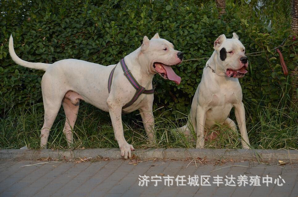 出售纯种阿根廷杜高幼犬活体 赛级血统巨型杜高狩猎活体下司猎犬