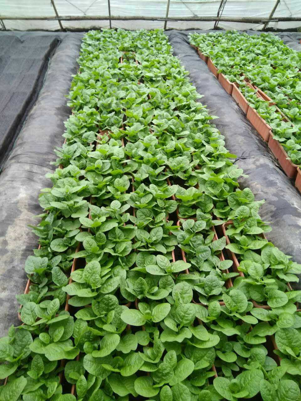 田益种子 含维生素大叶木耳菜蔬菜种子庭院阳台种子批发250克/袋