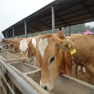 三元杂交牛图片_三元杂交牛图片大全 - 阿里巴巴海量精选高清图片