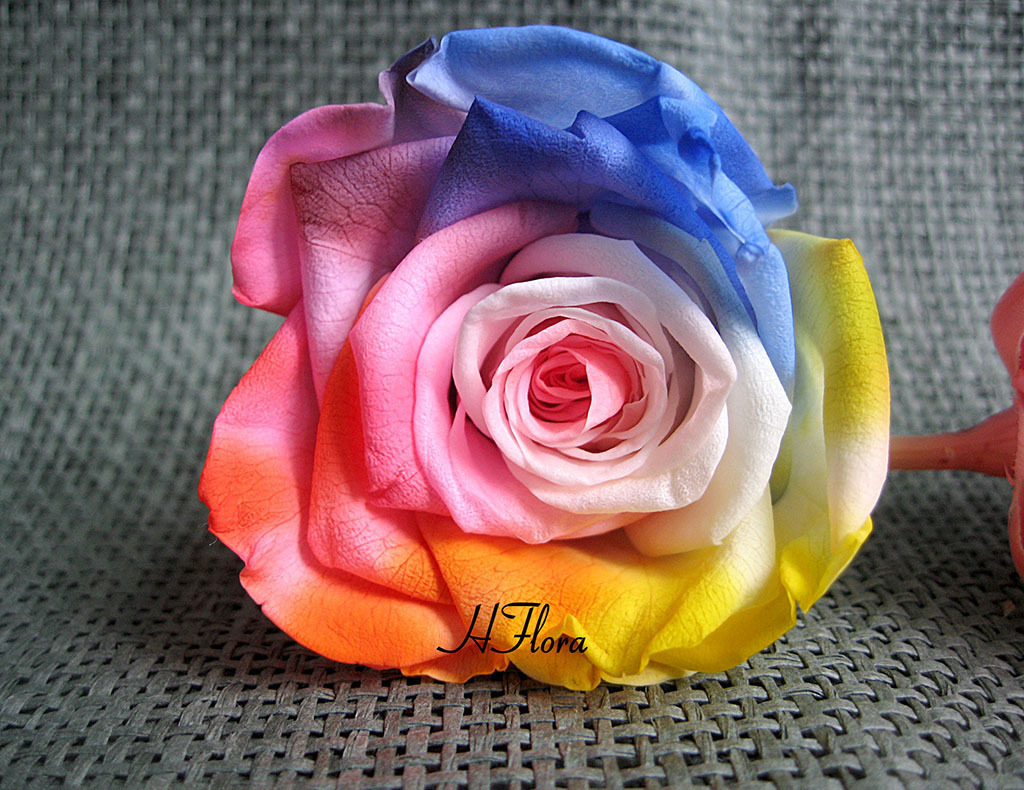 永生花4-5cm炫彩玫瑰8朵/盒永生花花材玫瑰批发昆明永生花保鲜花