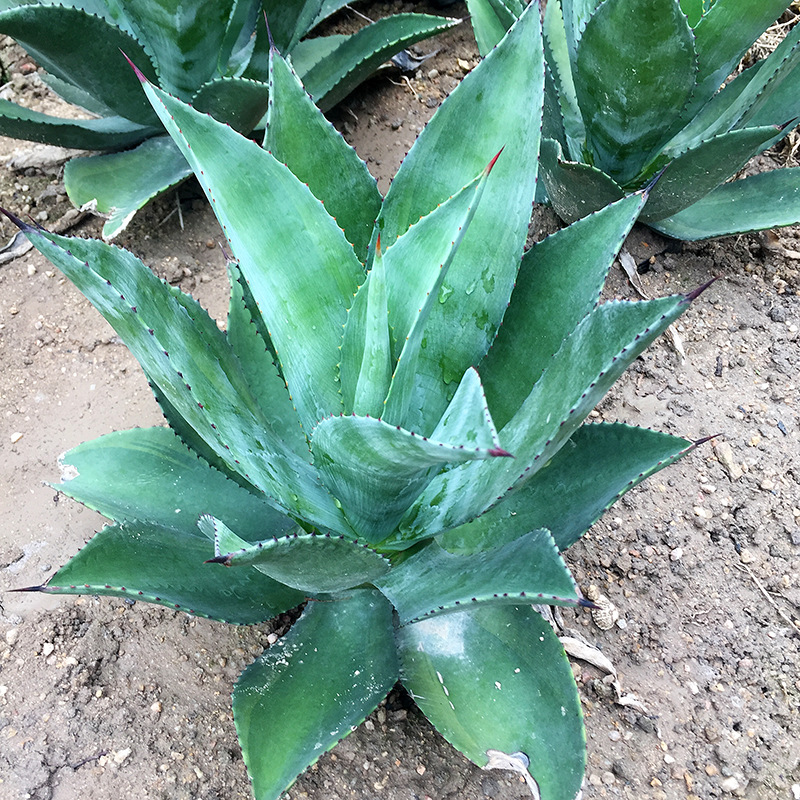 大型龙舌兰沙生植物园 翡翠盘绿色马路边绿化苗木地被花卉