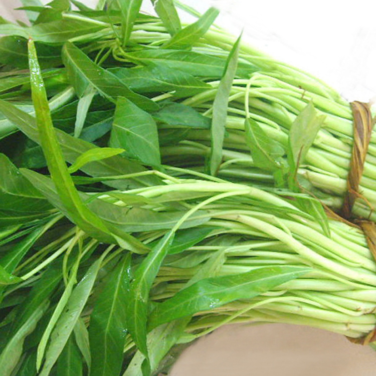 白梗小叶空心菜种子白根白骨阳台盆栽四季播柳叶空心菜籽蔬菜种孑