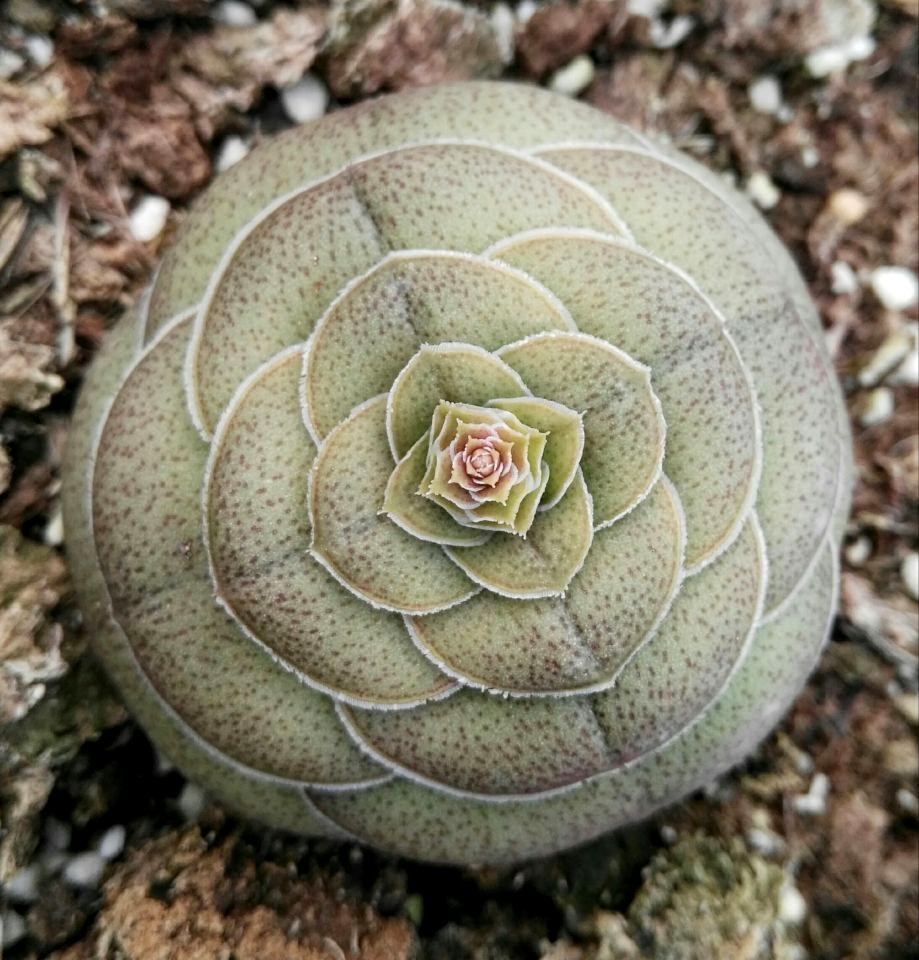 多肉植物批发巴景天科青锁龙属肉肉 客厅办公室创意组合盆栽