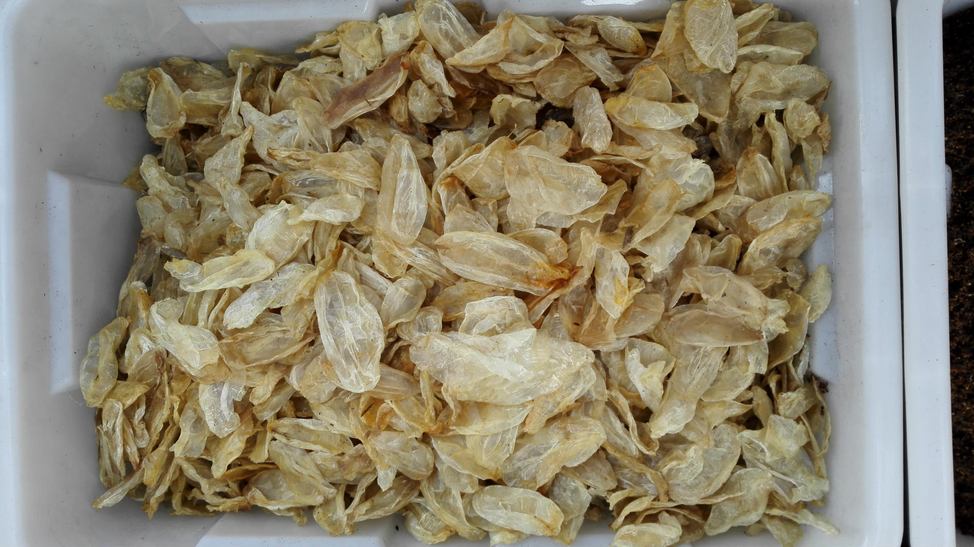 鱼鳔 大鱼鳔 精选 鱼胶 品质保障 15天无条件退换-阿里巴巴