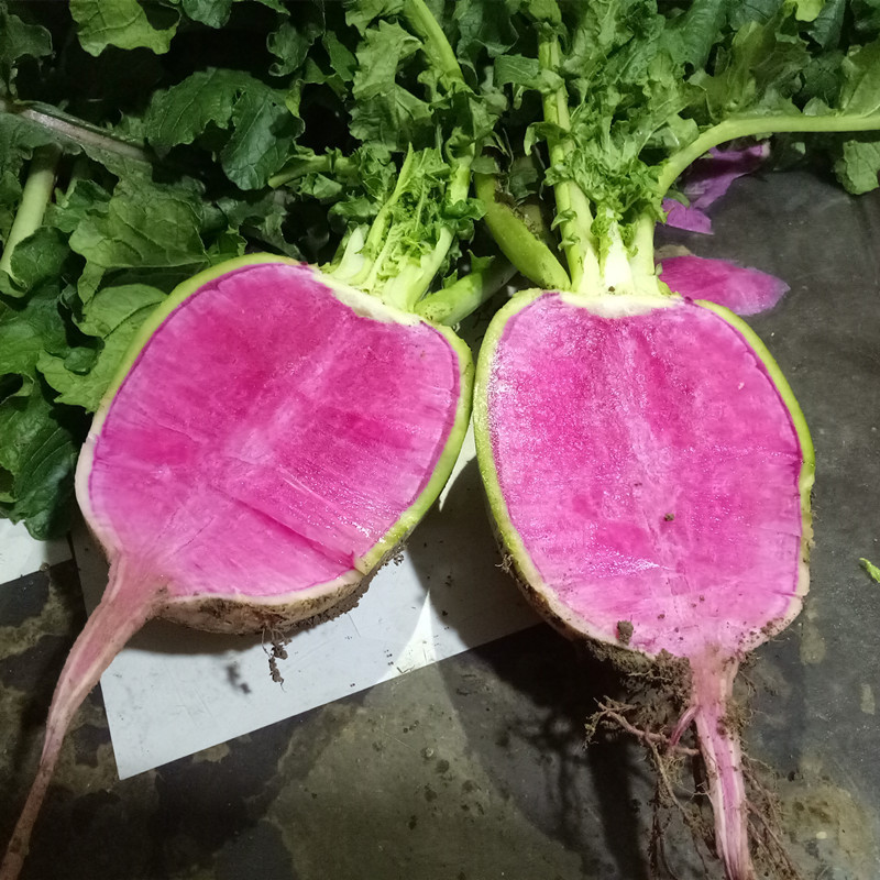 5斤新鲜心里美萝卜 绿皮红心水果萝卜包邮