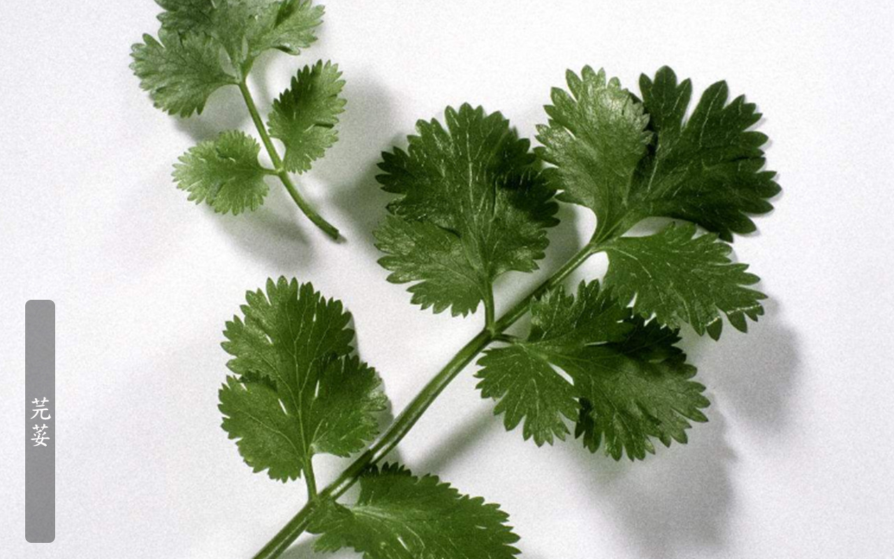 云南特产新鲜大香菜 大芫荽 胡荽 大货批发 餐厅酒店