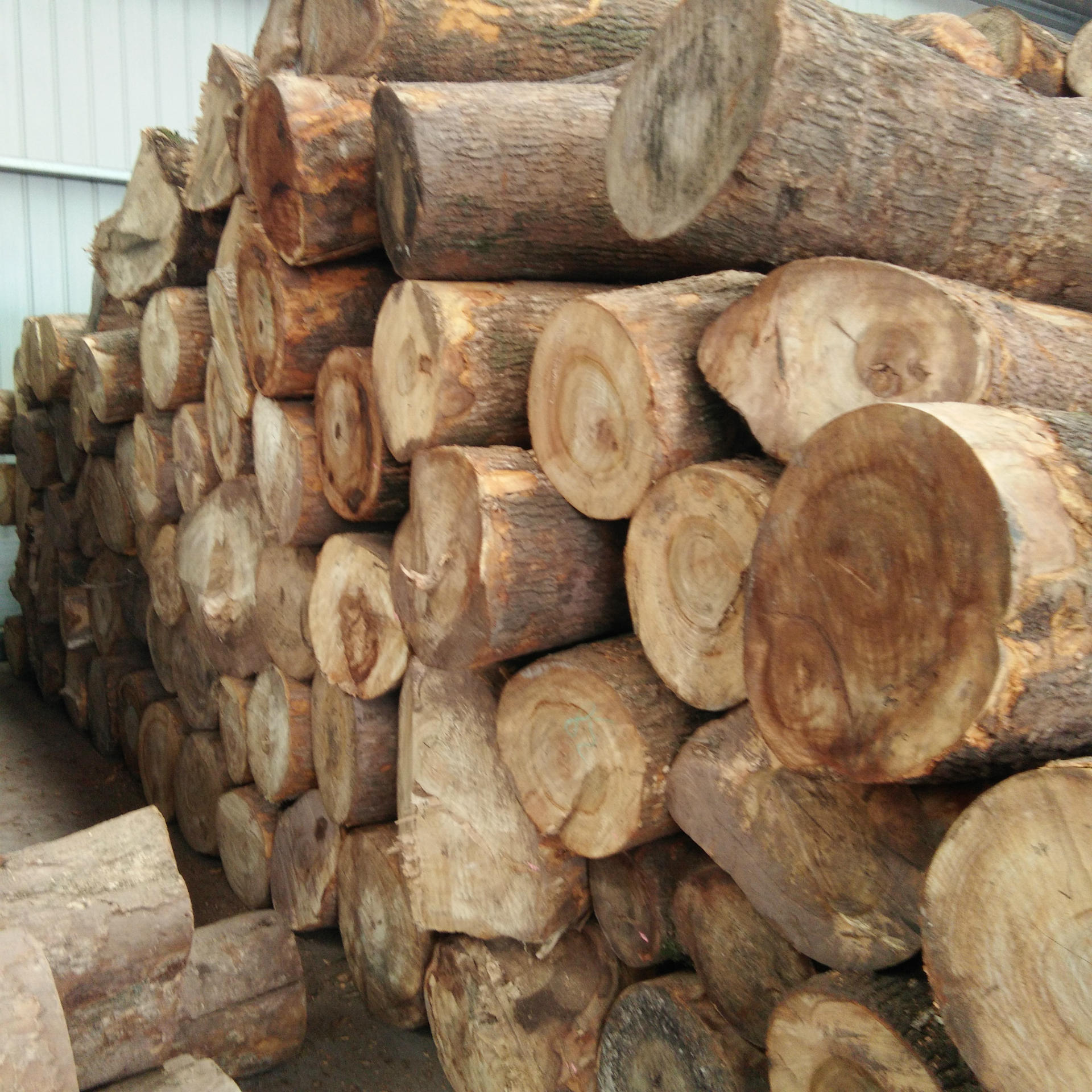 张家港木材 江西香 樟木 条杆直 香味足 口径大价格优惠