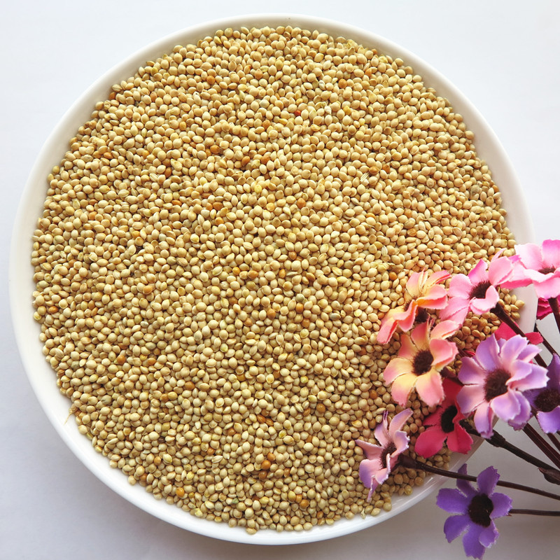 鸟食/鸟粮鹦鹉芙蓉鸟珍珠文鸟的白黍子厂家经销质量保障