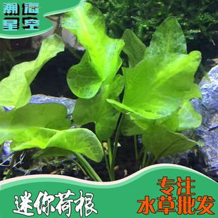 迷你荷根水草造景活体水族箱造景鱼缸装饰观赏有茎类真水草批发