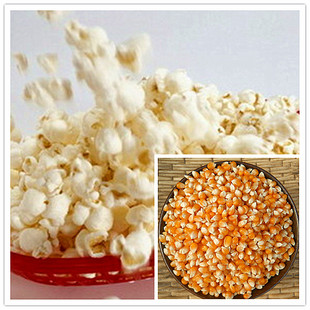 【爆花玉米种子】爆米花玉米专用 七彩爆裂玉米种子 25g原装