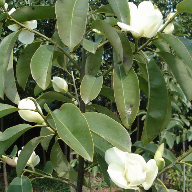 绿化景观苗木光叶白兰 湖南苗圃直供 规格齐全 价格实惠 质量保证