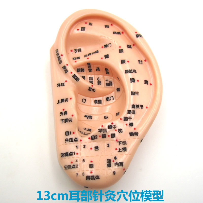 高清耳部针灸穴位模型耳朵耳针穴位教学模型13cm耳穴中医用刻字