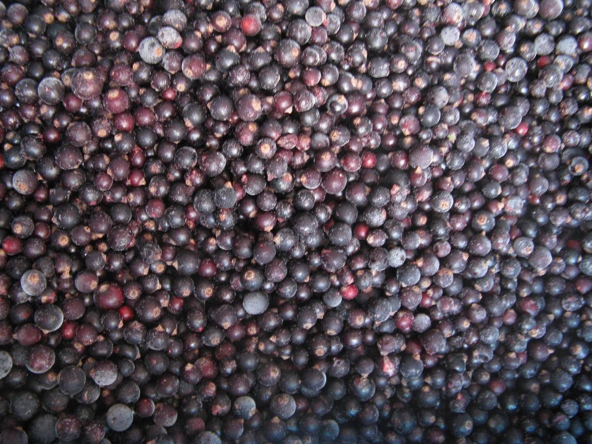 供应速冻黑加仑 冷冻黑加仑 单冻黑加仑 黑醋栗 黑豆果